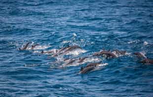 Spot whales & dolphins on a boat safari in Mirissa