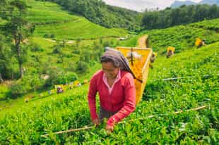 Visit Mackwoods Tea Estate in Nuwara Eliya