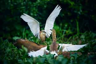 Go birding in Kumana National Park