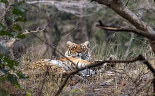 Take a jeep safari in Kanha National Park