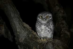 See nocturnal animals on a night safari in Satpura