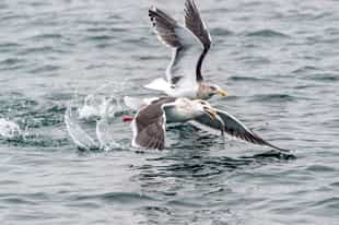 Spot diverse coastal birdlife, Shiretoko Peninsula