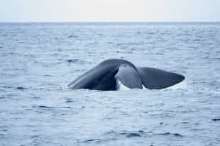 Spot whales on a boat cruise along Rausu