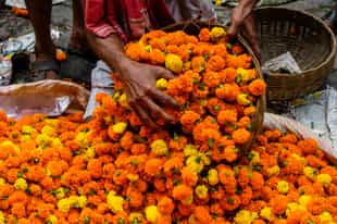 Explore the Madurai flower market