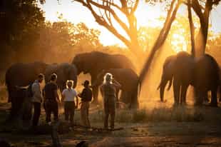 The Elephant Café experience