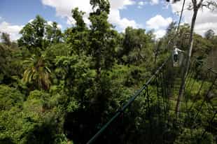 Take a trek through Ngare Ndare Forest