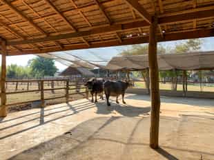 Meet the local buffalo at Laos Buffalo Dairy