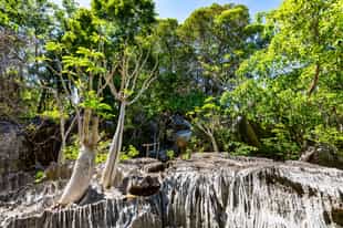 Go on a hike up the Small Tsingy of Bemaraha 