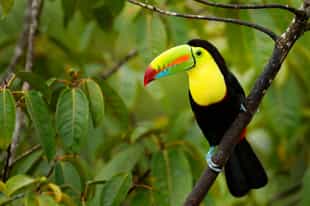 Visit the National Aviary, Barú Bird Sanctuary