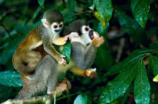 Spot diverse wildlife in Nauta Caño Creek
