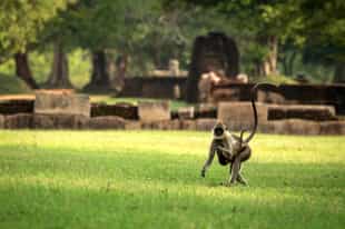 Spot Anuradhapura's wildlife on a 4x4 safari