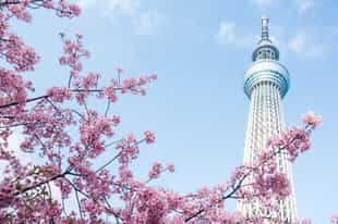 Take a tour of the city's highlights 
