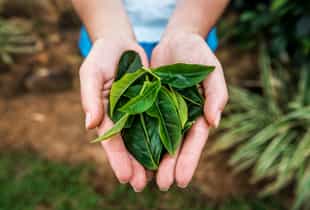 Take a tour of a tea factory in Hatton