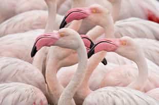 Visit Flamingo Beach on Benguerra Island