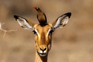 Marvel at the birdlife of Olifants's River