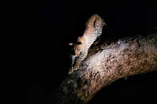 Spy nocturnal species on a night drive in Kruger