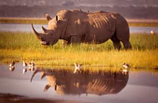 Spot white rhinos on a game drive in Kapama