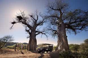 See creatures great & small on a walking safari