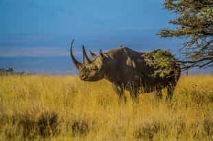 Spot animals of Thornybush on a game drive