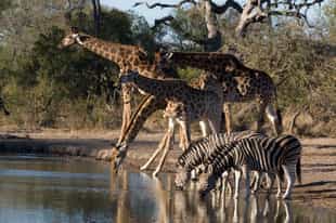 Spot animals of Thornybush on a game drive