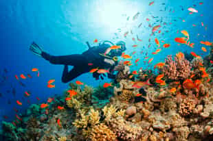 Go on a scuba diving adventure in Príncipe