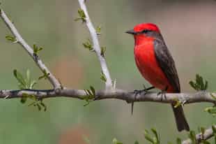 Go on a birdwatching excursion in Príncipe