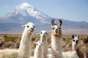 Immerse in the wonders of Sajama National Park