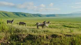 Go on a Lake Manyara Game Drive from Ngorongoro