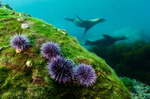 Go Snokerlling with sea lions in Gardner bay