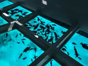Experience marine life up close without diving
