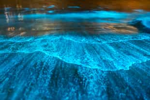 See the Bioluminescent waters of Havelock Glow