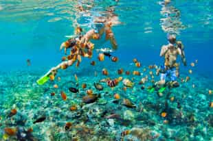 Spot the vibrant coral snorkeling in Amed's waters