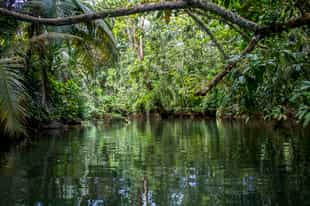 Explore Punta Uva's mangroves on a kayak
