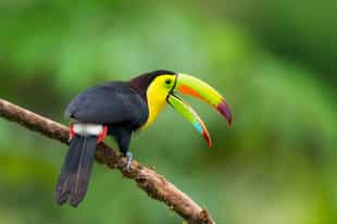 See the birds in the Rainforest Discovery Center