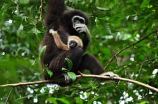 Visit the Gibbon Rehab Center in Khao Phra Thaeo