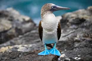 Spot the Blue Footed Boobies of Galapagos