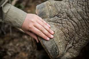Rhino monitoring drive at Great Fish River Lodge