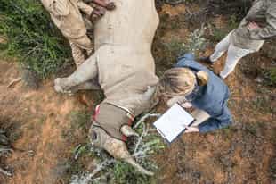 Rhino monitoring drive at Kwandwe Melton Manor