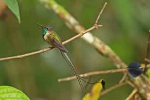 Go birdwatching in Gocta Natura Reserve