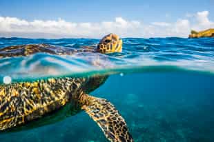 Spot sea turtles in Fernando de Noronha
