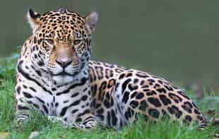 Spot the elusive jaguars of Northern Pantanal