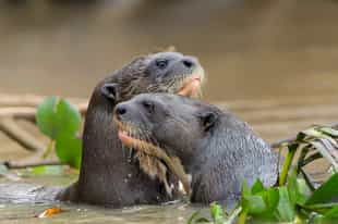 Observe flora and fauna in Southern Pantanal 