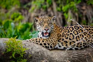Spot the elusive jaguars of Southern Pantanal