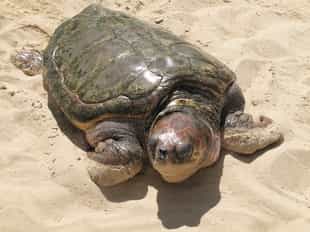 See the turtle preservation projects in Salvador