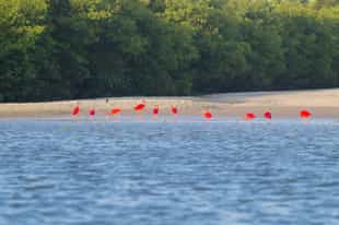 Spot the wildlife of Lencois Maranhenses