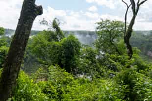 Go on a jeep ride through the forest of Iguazu