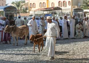 Visit the livestock market in Nizwa
