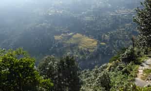 Walk from Dhampus down to Phedi
