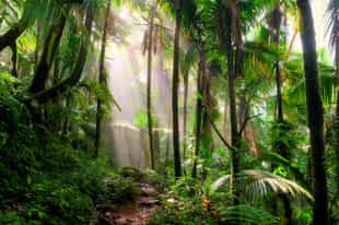 Hike through Isla Palenque's Forests