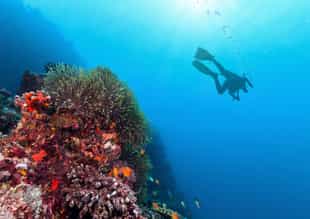 Scuba dive in the pristine waters of the Raja Ampat Islands